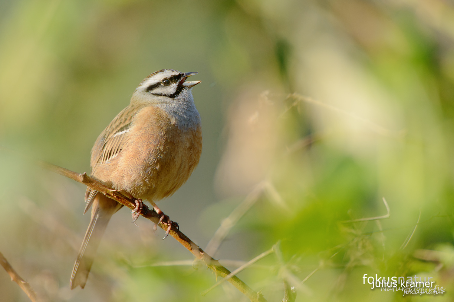 Zippammer (Emberiza cia)