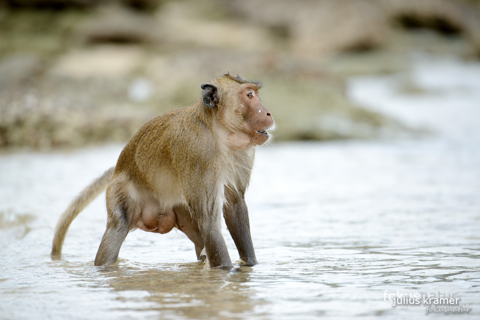 Javaneraffe (Macaca fascicularis)