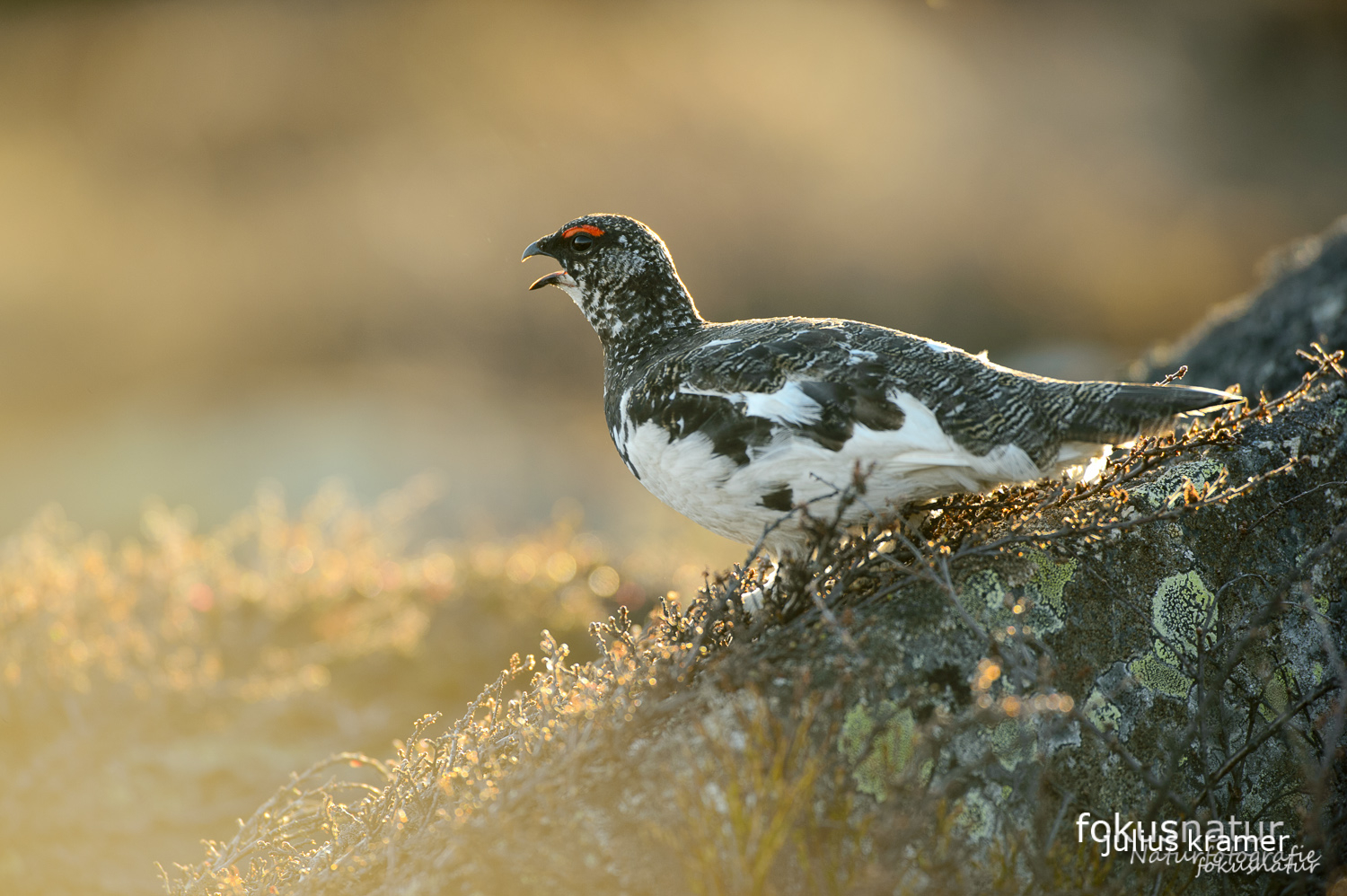 Alpenschneehuhn (Lagopus mutus)