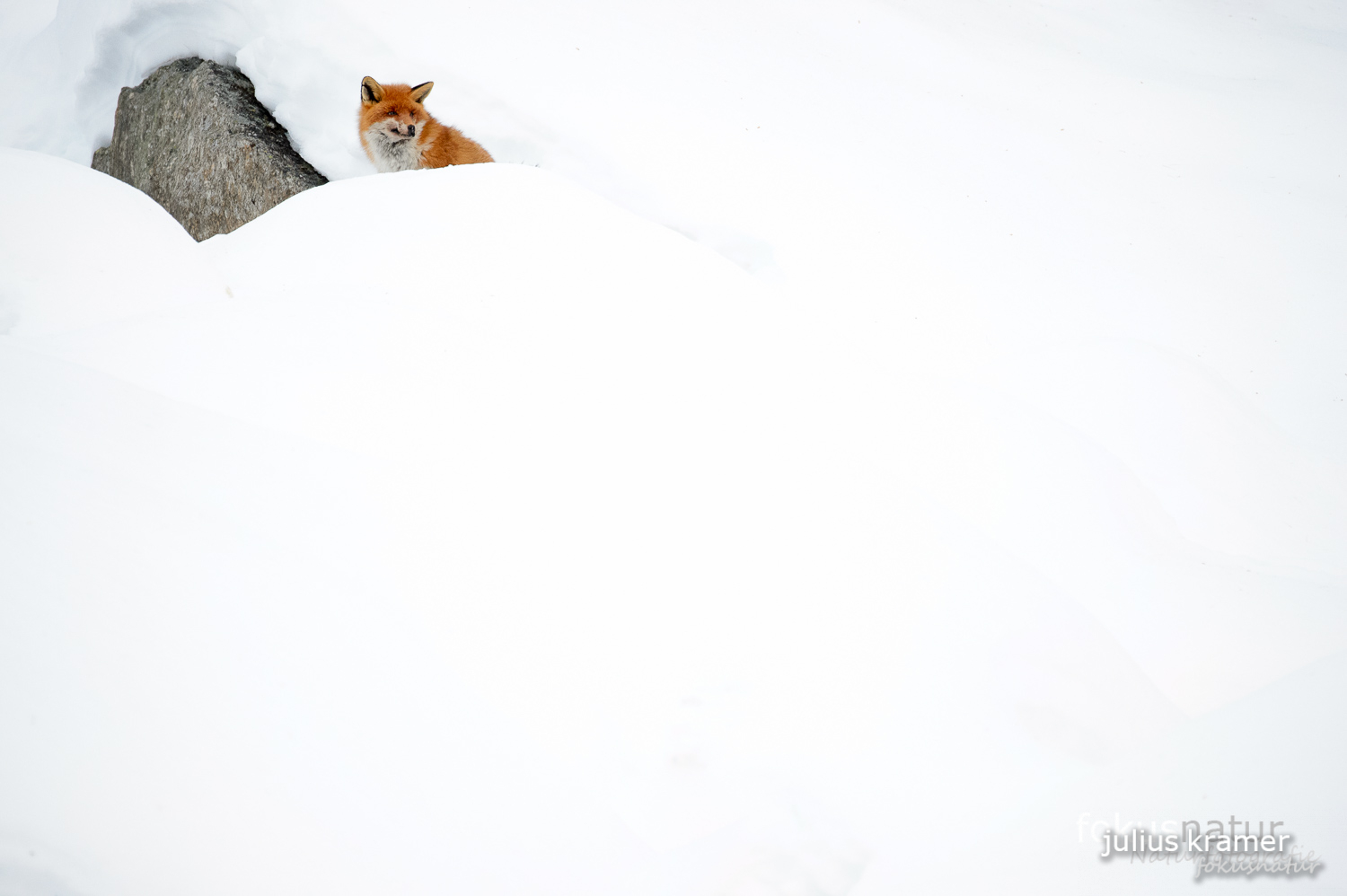 Rotfuchs im Schnee