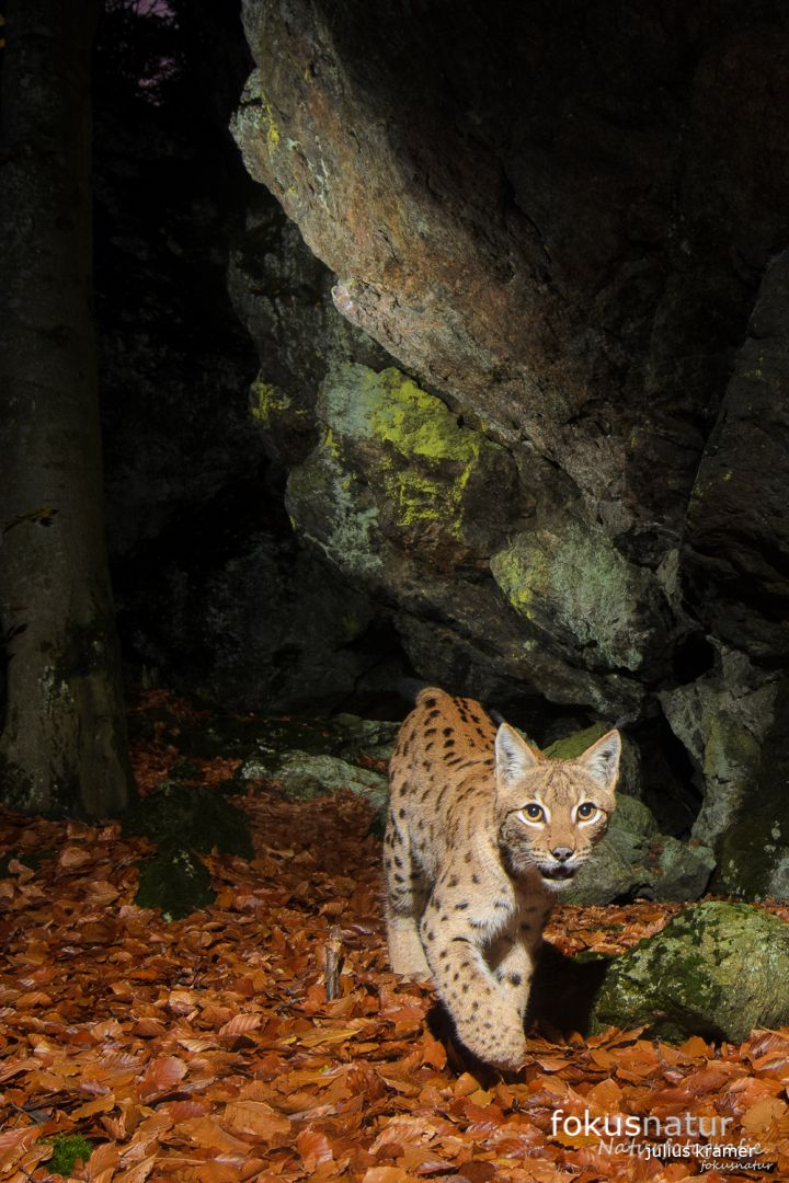 Luchs in der Nacht