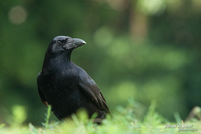 Rabenkrähe (Corvus corone)