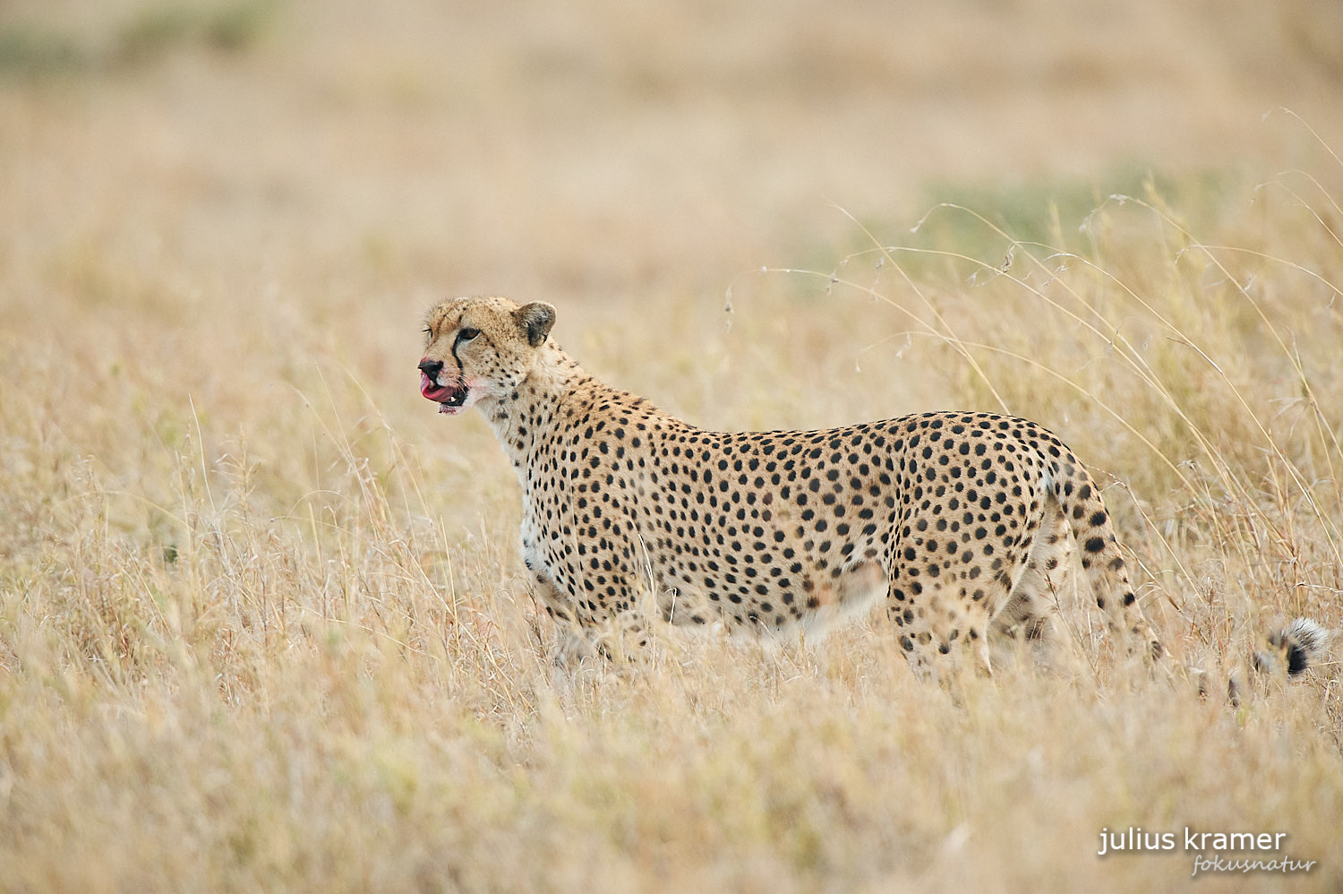 Gepard nach der Mahlzeit