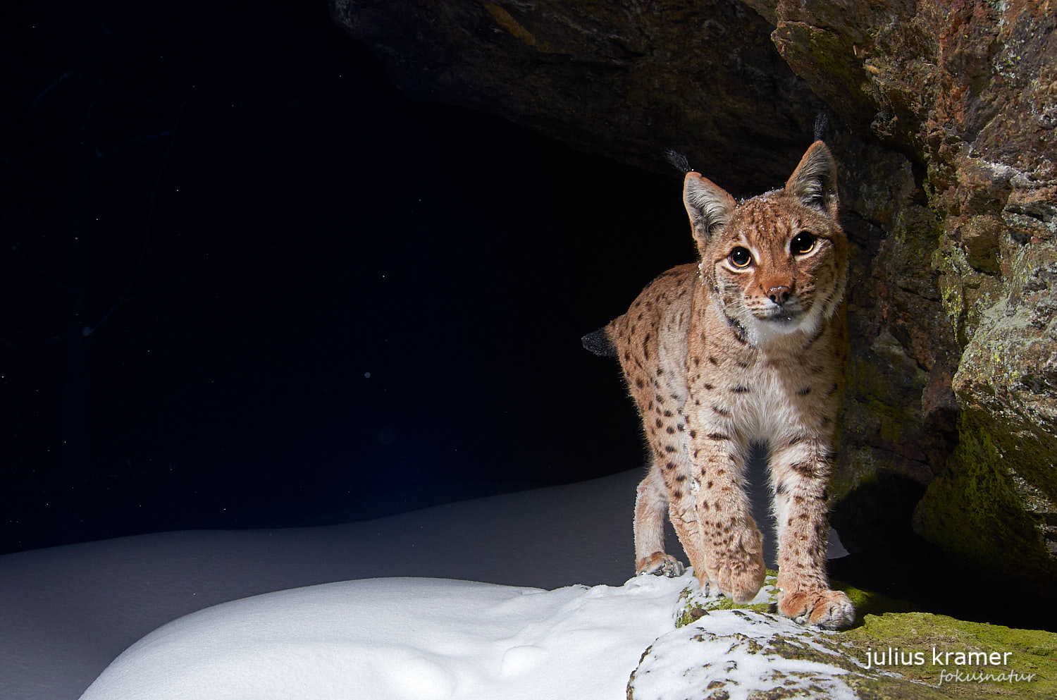 Luchs im Winter