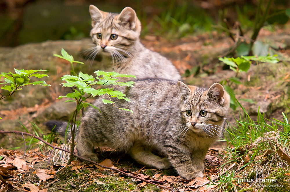 Wildkatze (Felis silvestris)