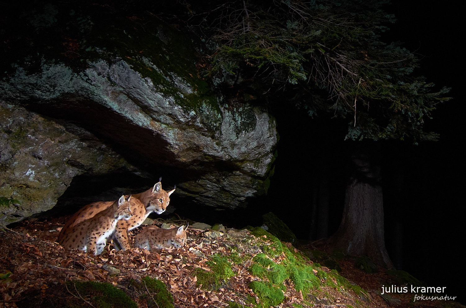 Luchs (Lynx lynx)