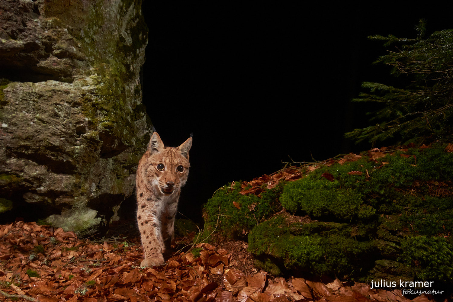 Luchs (Lynx lynx)