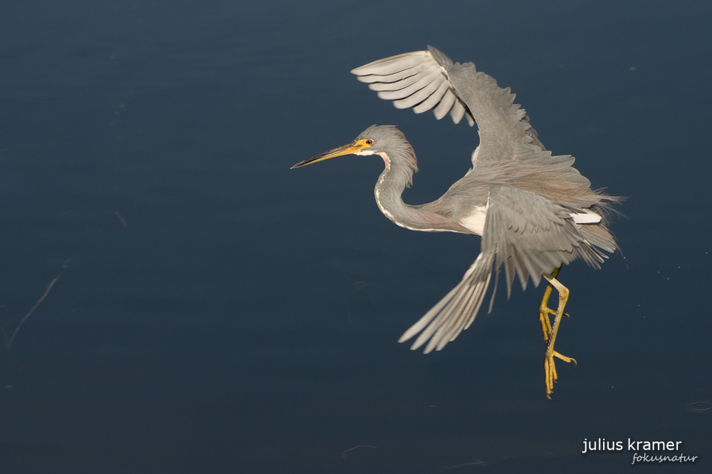 Dreifarbreiher (Egretta tricolor)