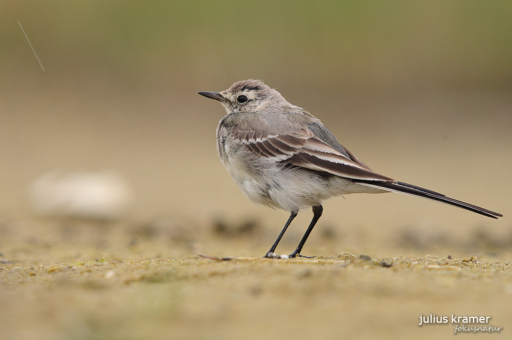 Bachstelze (Motacilla alba)