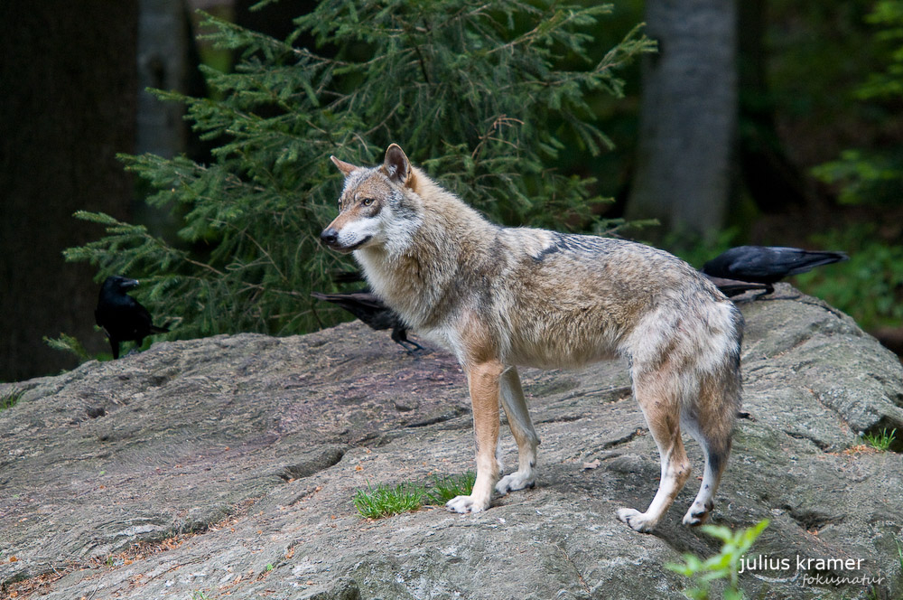 Europäischer Wolf (Canis lupus europaeus) - C