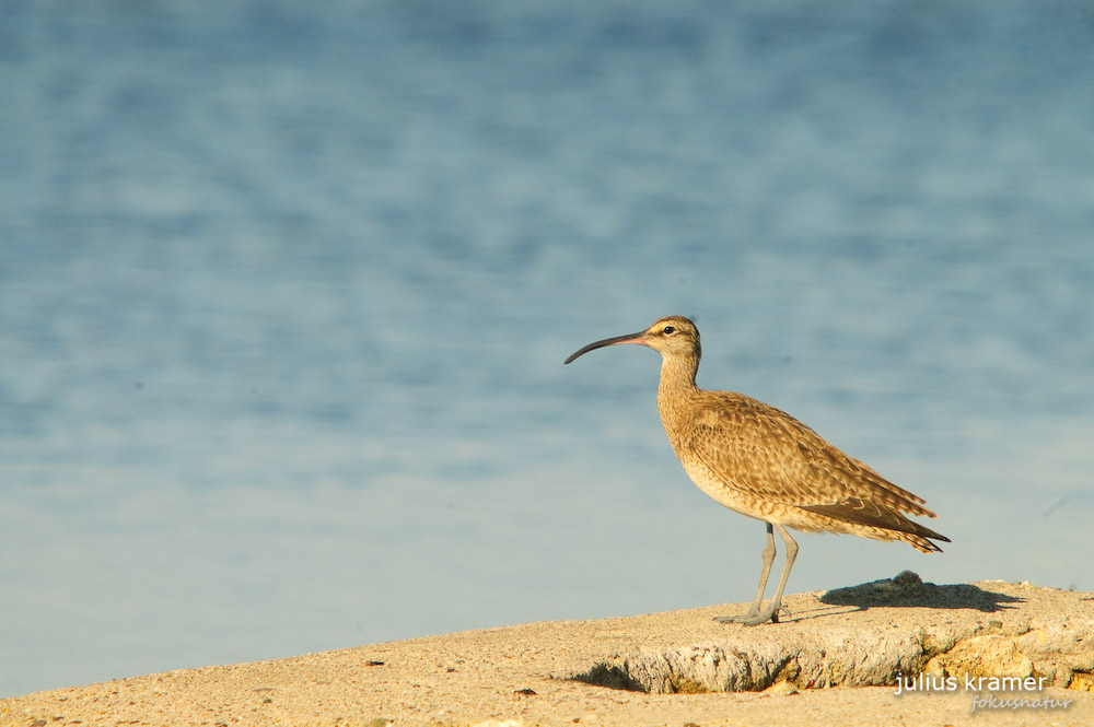 Regenbrachvogel (Numenius phaeopus)