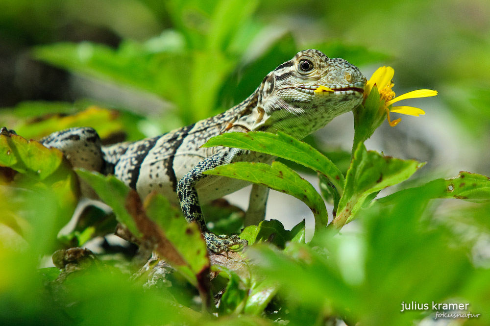 Schwarzer Leguan (Ctenosaura similis)