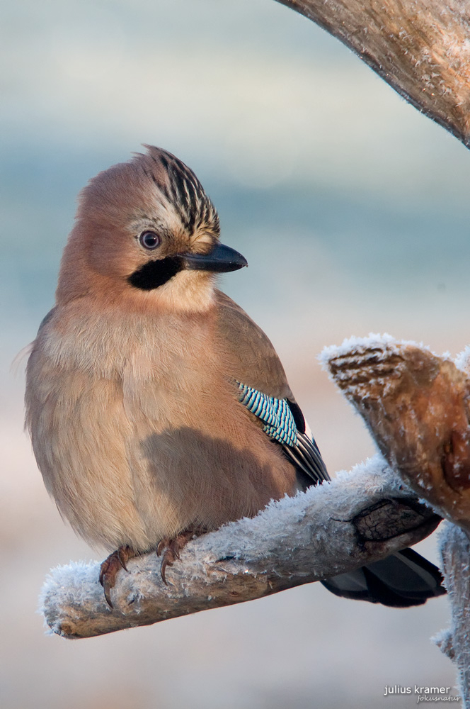 Eichelhäher (Garrulus glandarius)