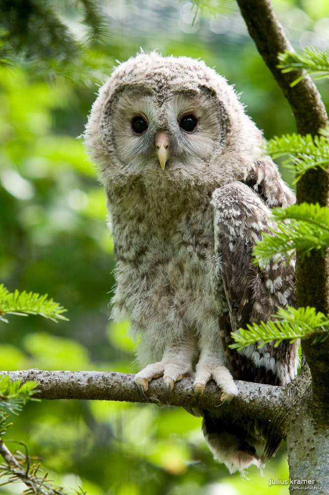 Junger Habichtskauz (Strix uralensis) - C