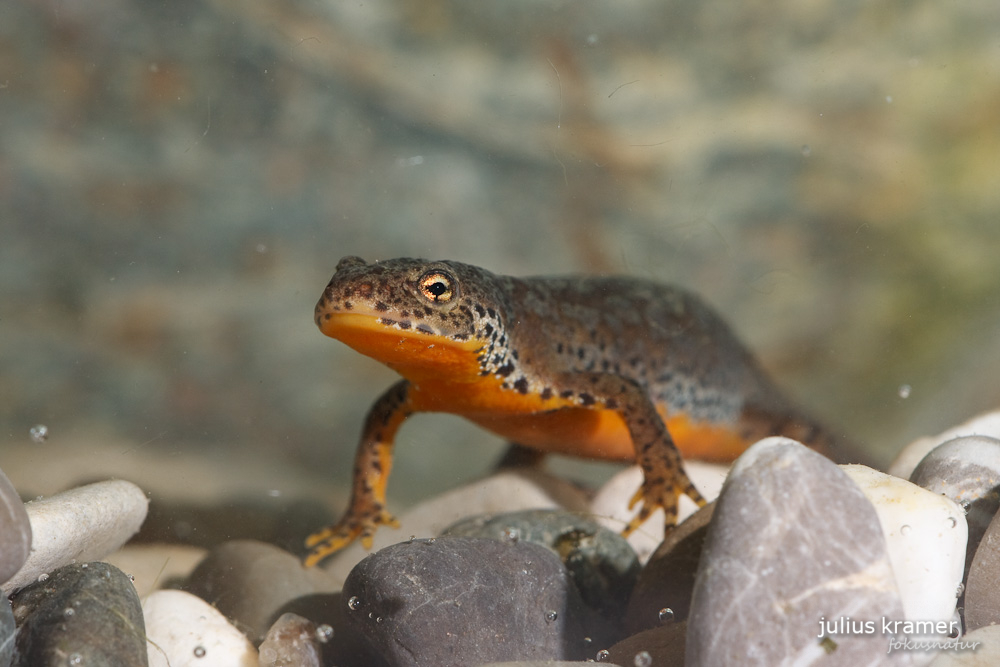 Bergmolch (Ichthyosaura alpestris) - C