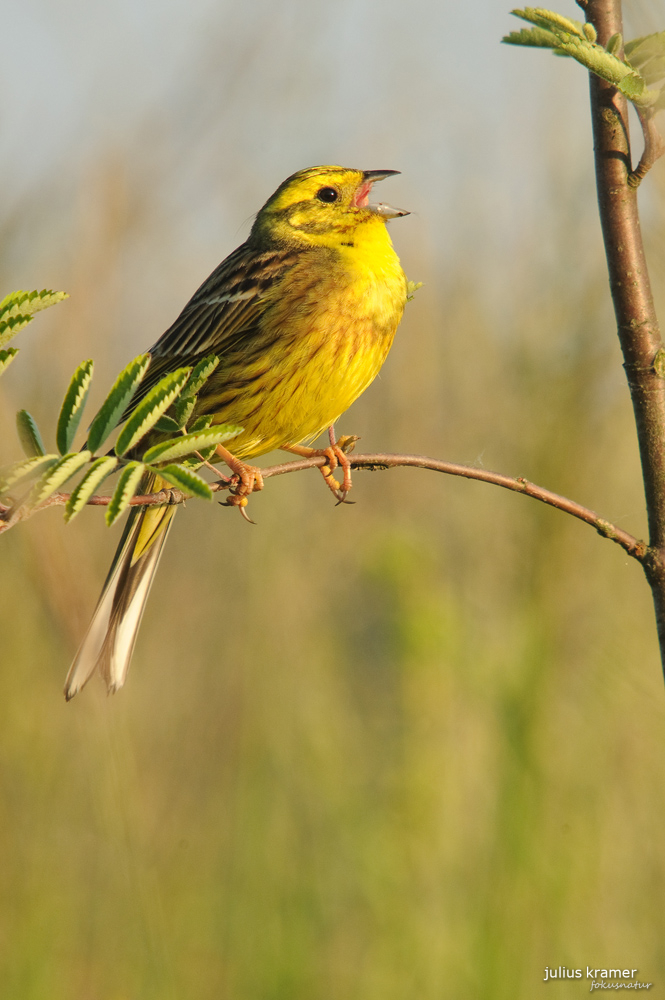 Männliche Goldammer (Emberiza citrinella)