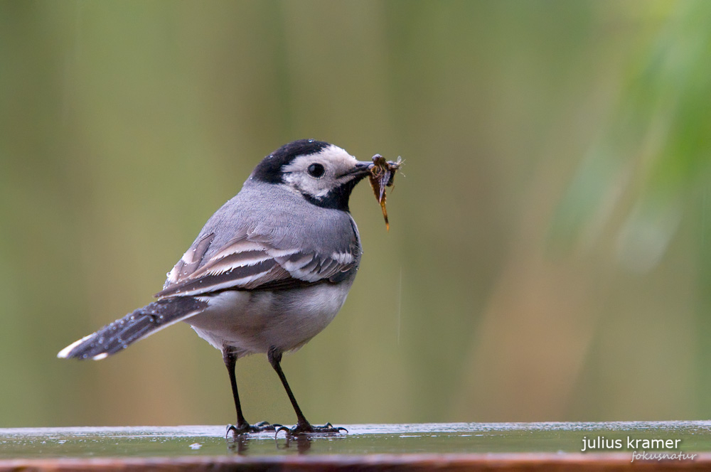 Bachstelze (Motacilla alba)