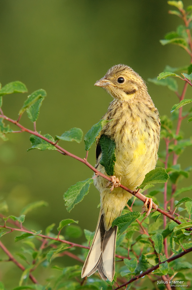 Junge Goldammer (Emberiza citrinella)