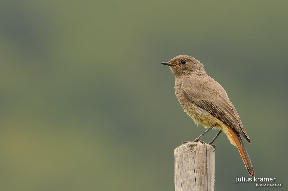 Hausrotschwanz (Phoenicurus ochruros)