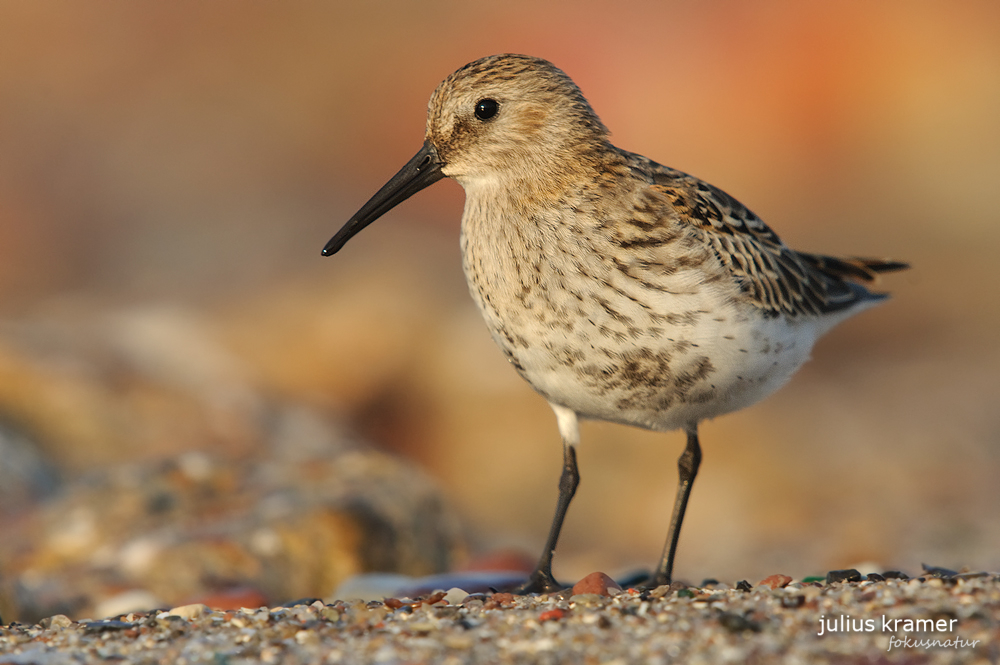 Alpenstrandläufer (Calidris alpina)