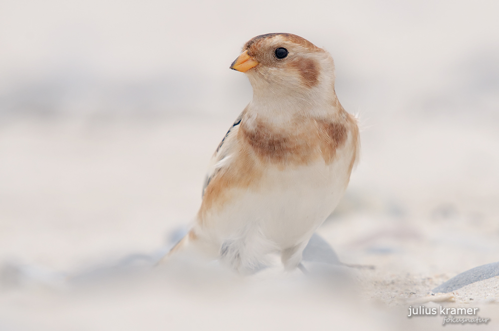 Schneeammer (Plectrophenax nivalis)