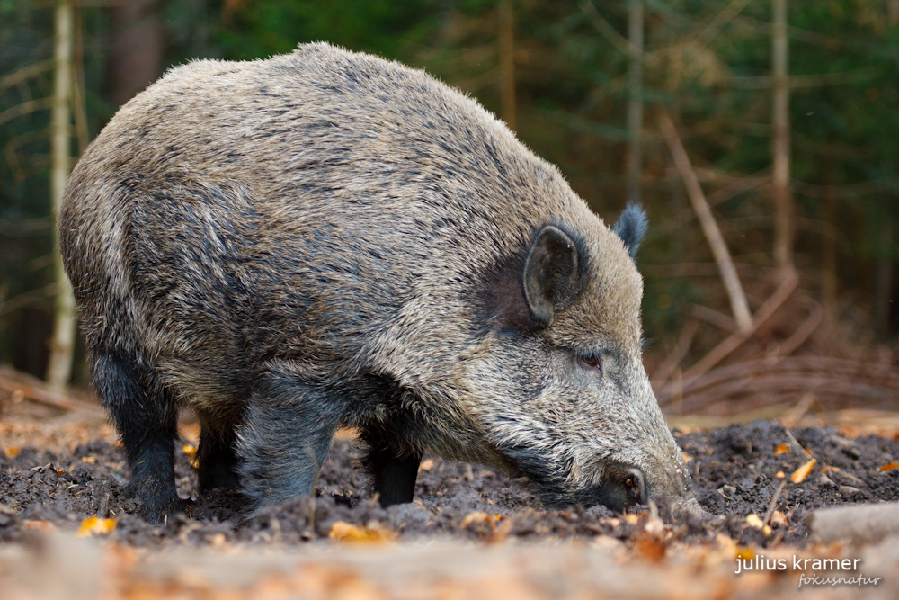 Wildschwein (Sus scrofa)