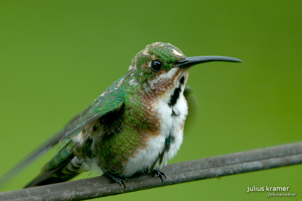 Grünbrustmangokolibri (Anthracothorax prevostii)