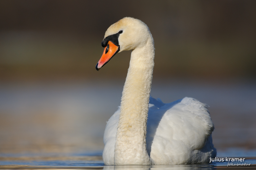 Höckerschwan (Cygnus olor)