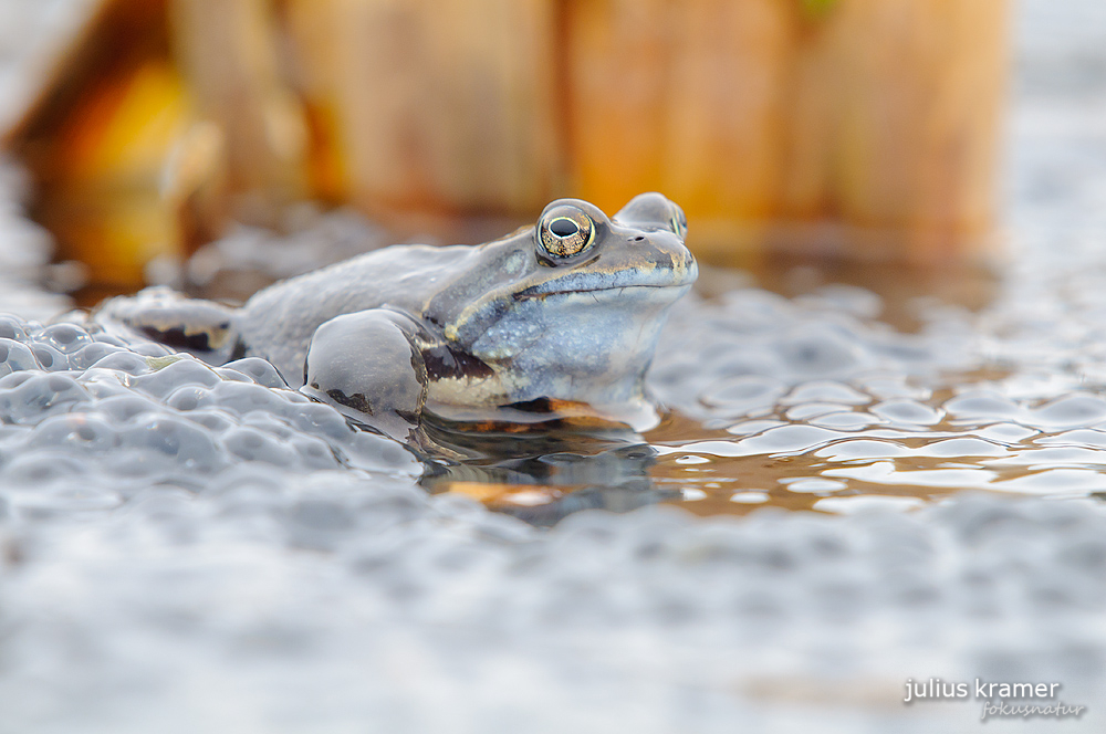 Grasfrosch (Rana temporaria)