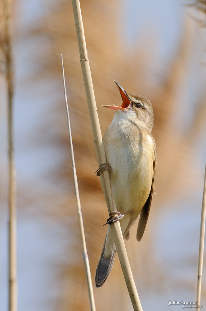 Drosselrohrsänger (Acrocephalus arundinaceus) 