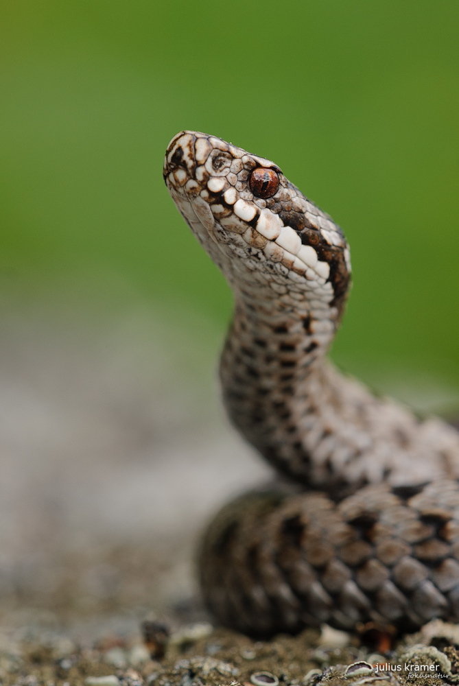 Kreuzotter (Vipera berus)