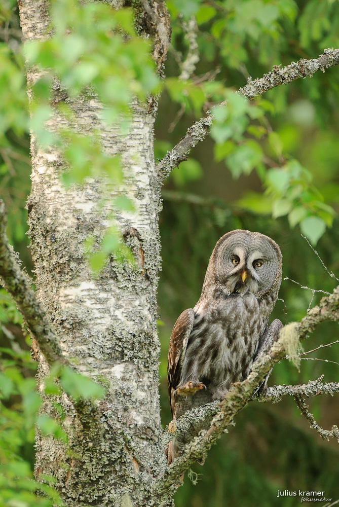 Bartkauz (Strix nebulosa)