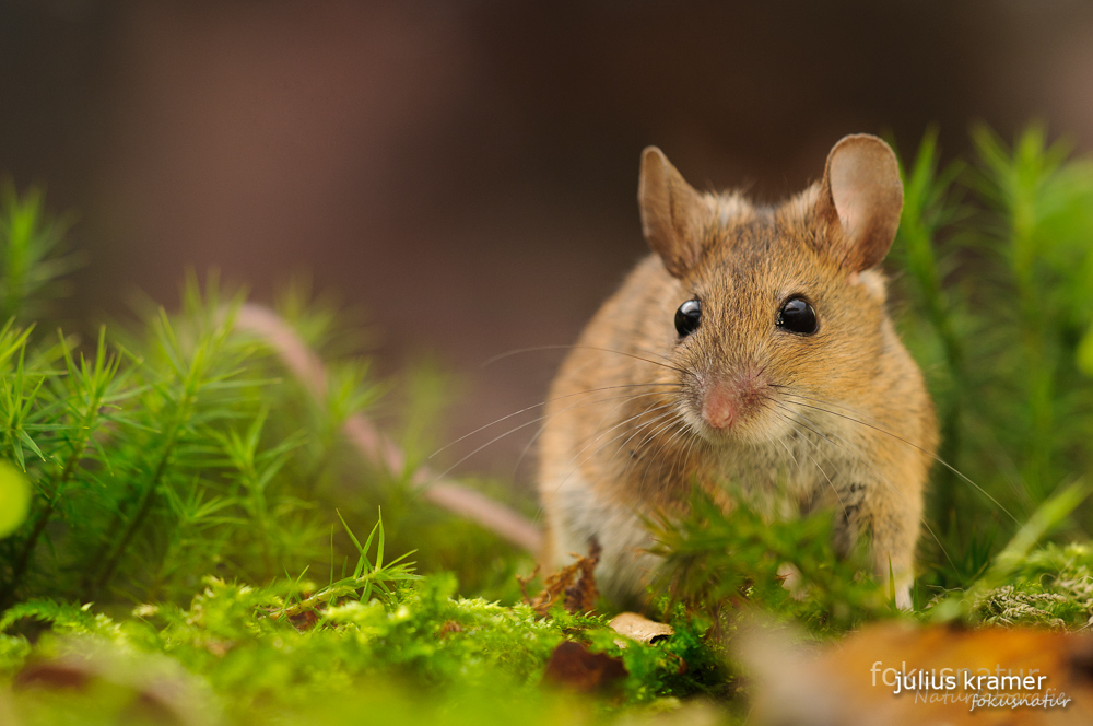 Waldmaus (Apodemus sylvaticus)