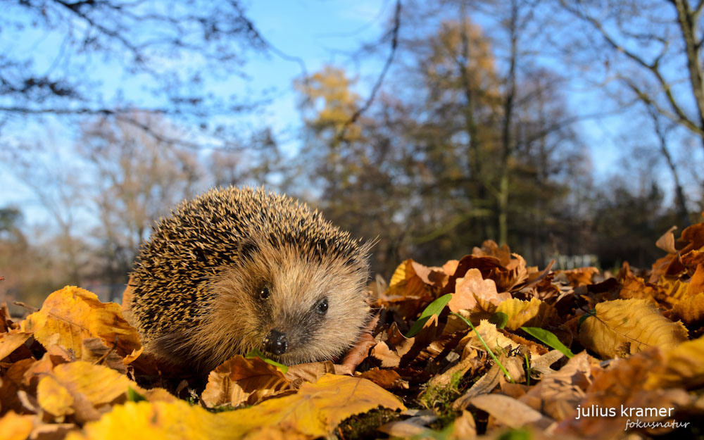 Braunbrustigel (Erinaceus europaeus)