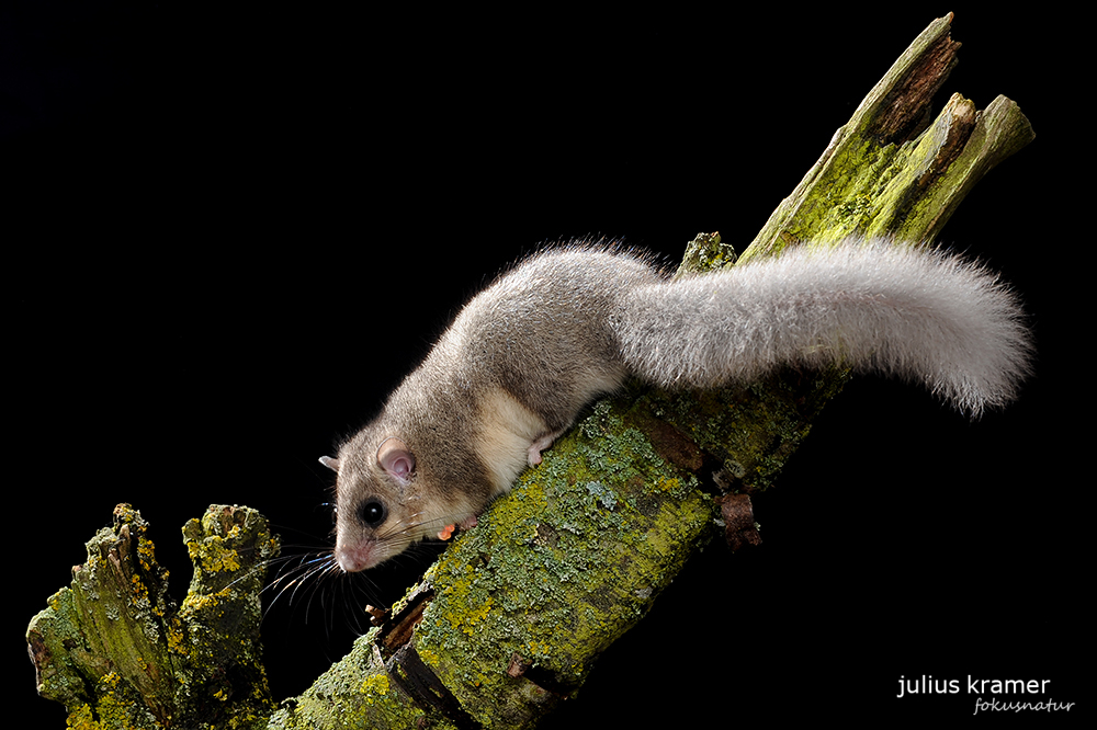 Siebenschläfer (Glis glis) - C