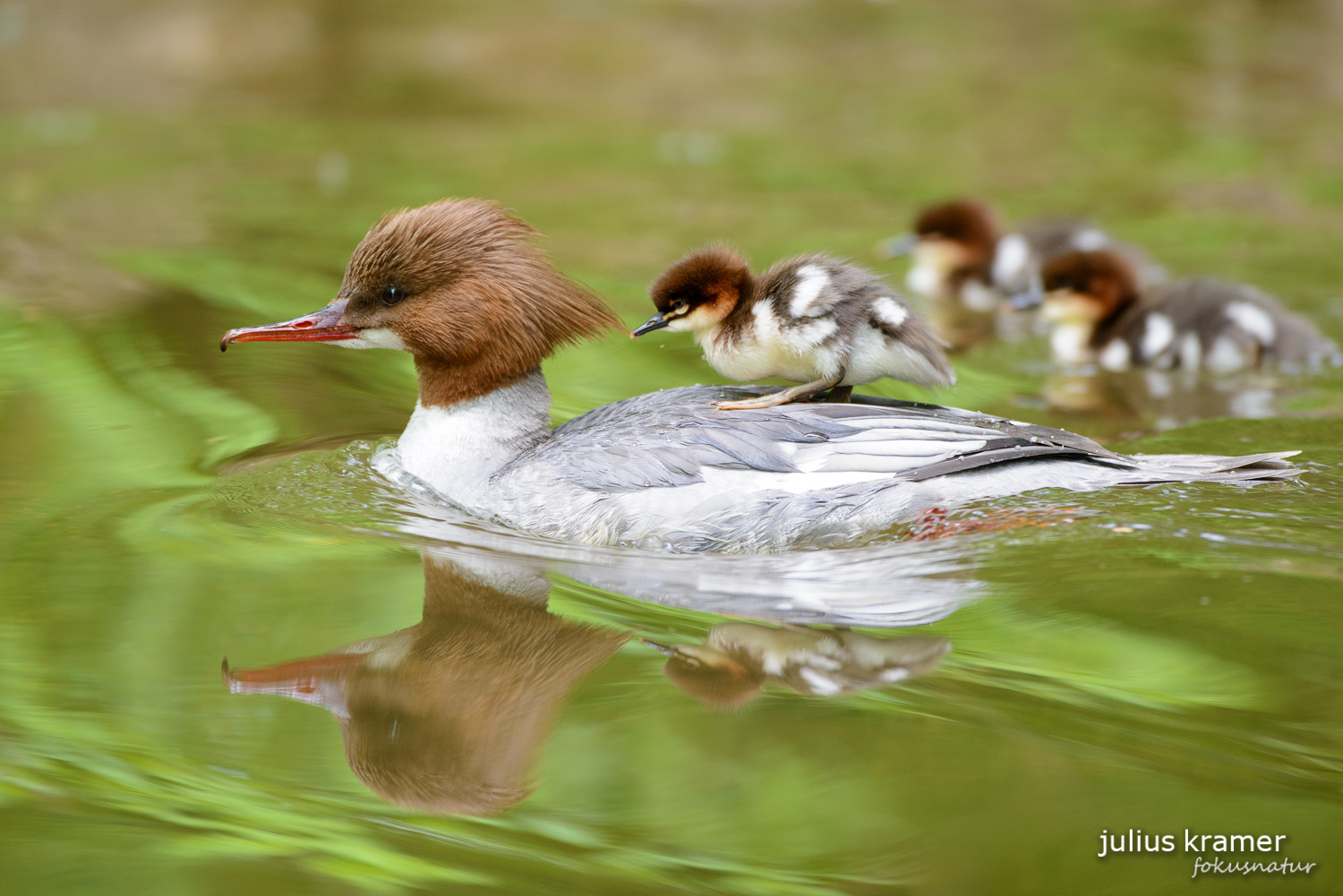 Gänsesäger (Mergus merganser)