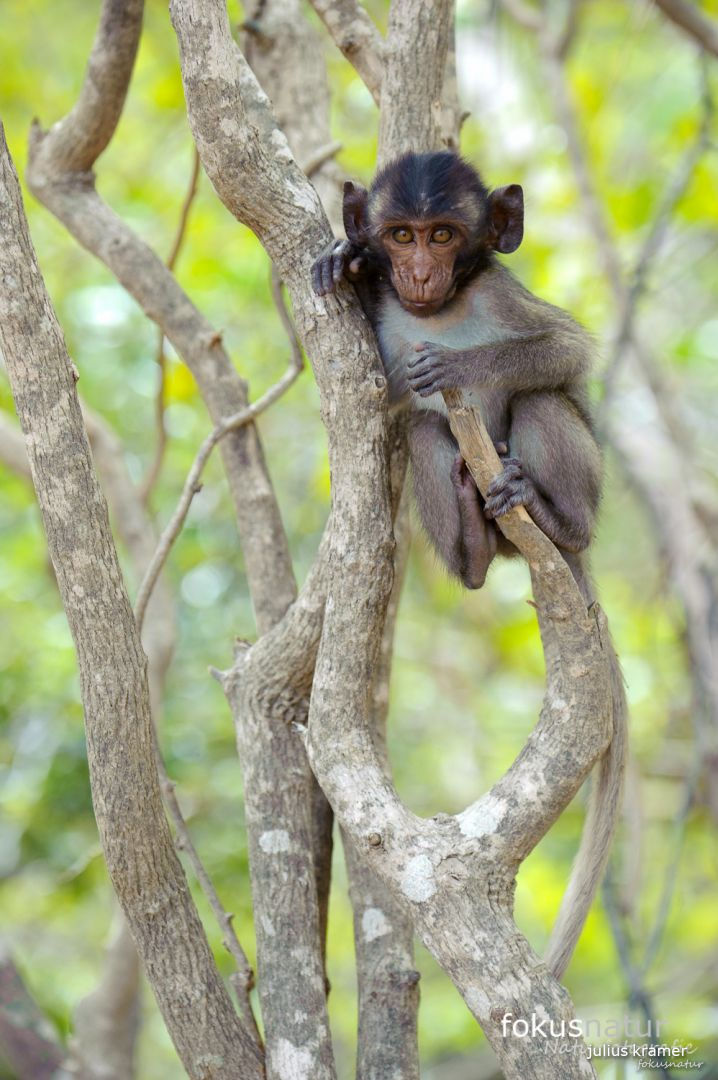 Javaneraffe (Macaca fascicularis)