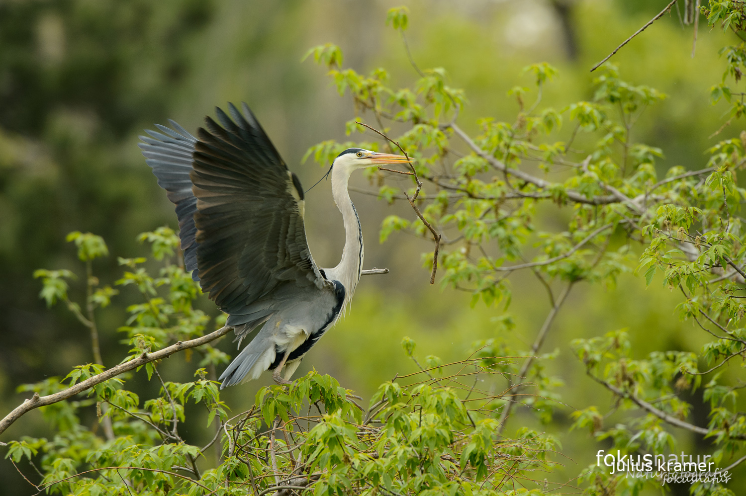 Graureiher (Ardea cinerea) in der Kolonie