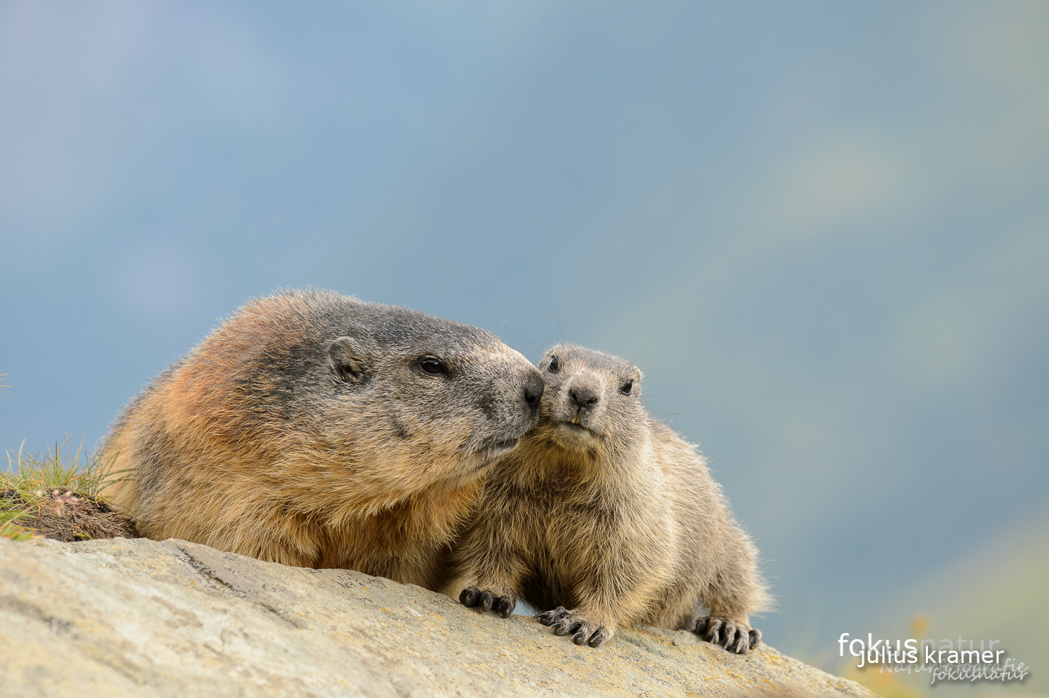 Murmeltiere (Marmota marmota)