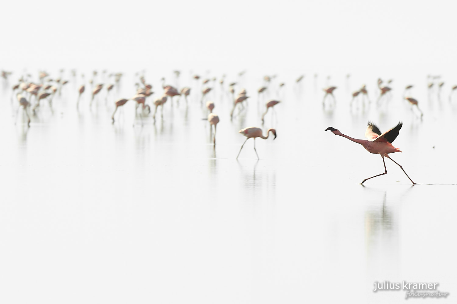 Flamingos am Lake Natron