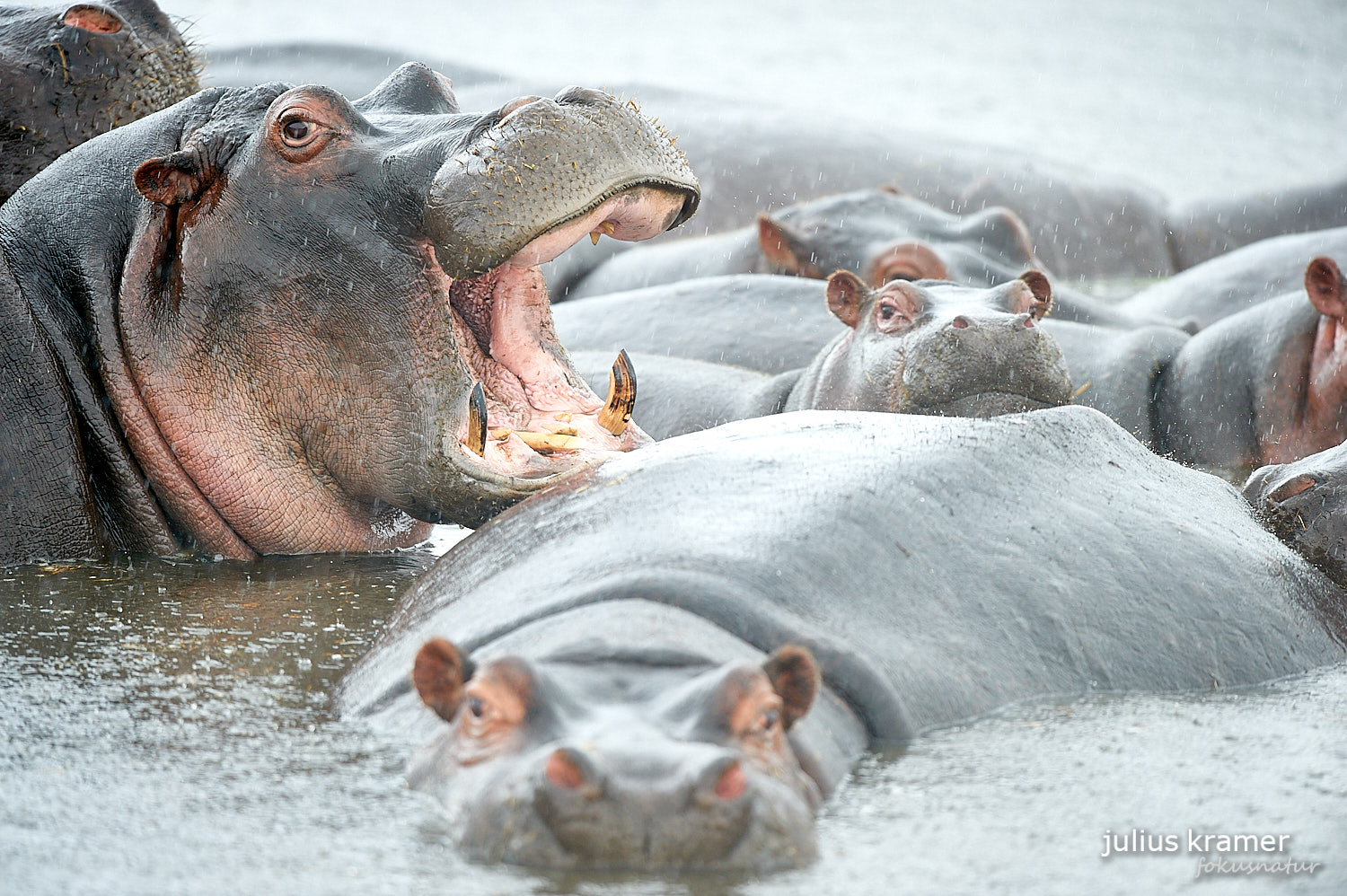 Flusspferde im Ngorongoro Crater