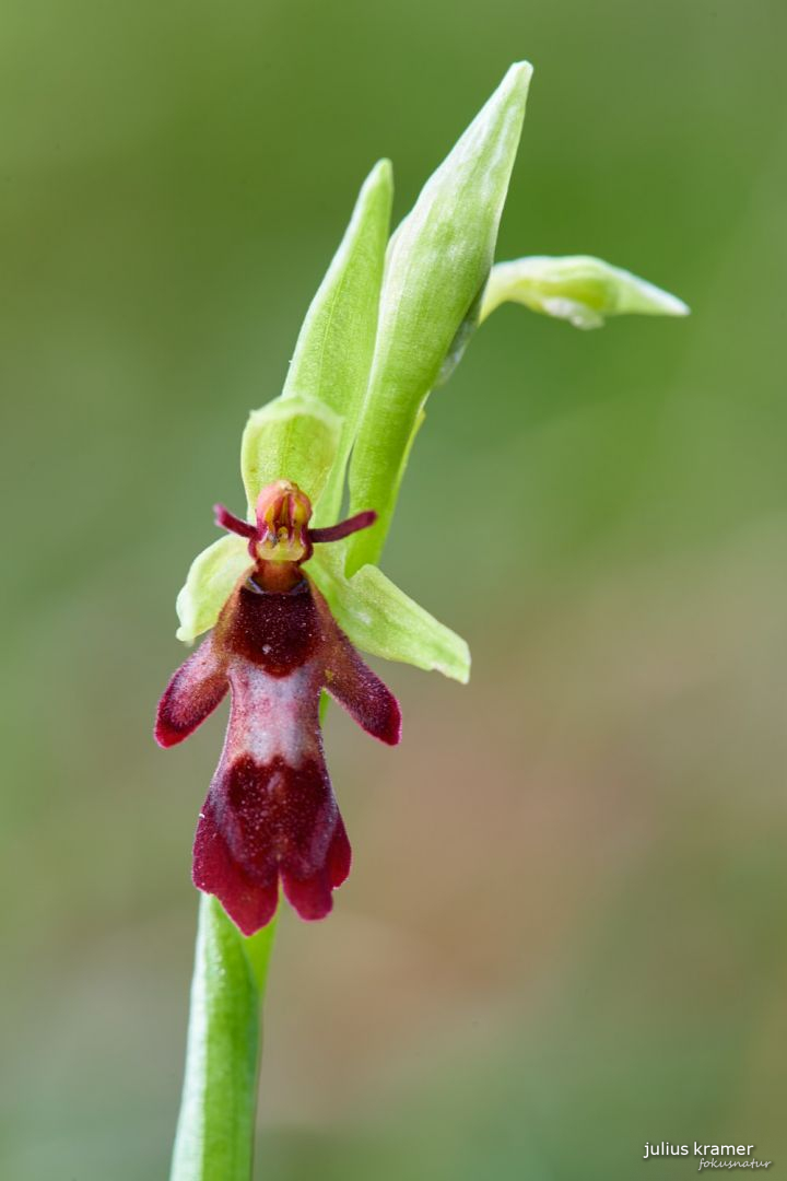 Fliegenragwurz (Ophrys insectifera)