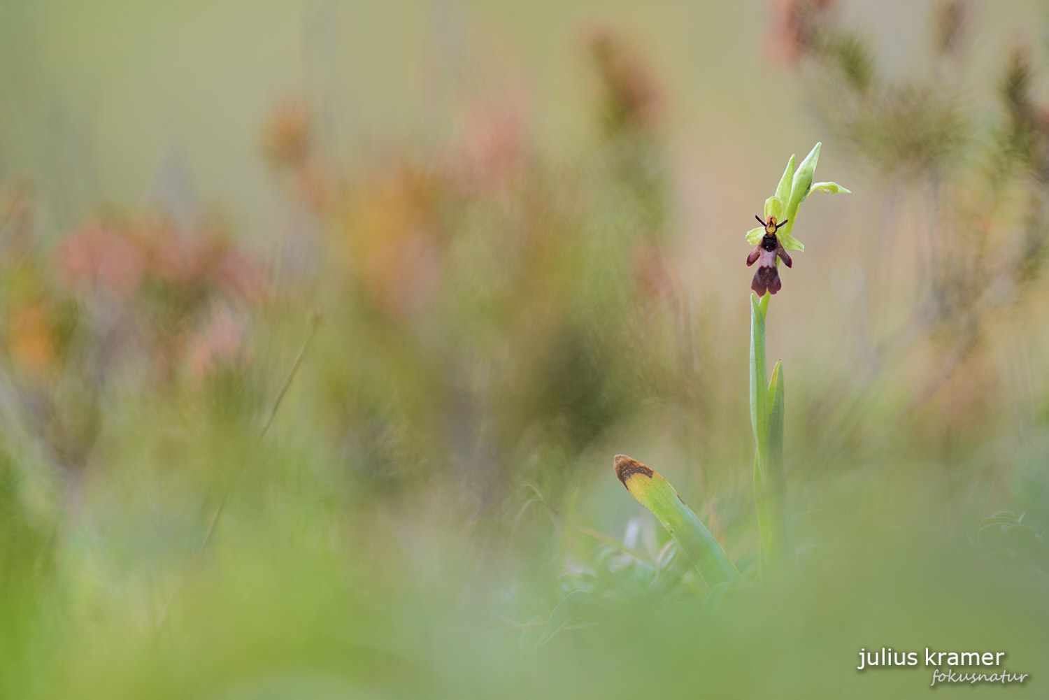 Fliegenragwurz (Ophrys insectifera)