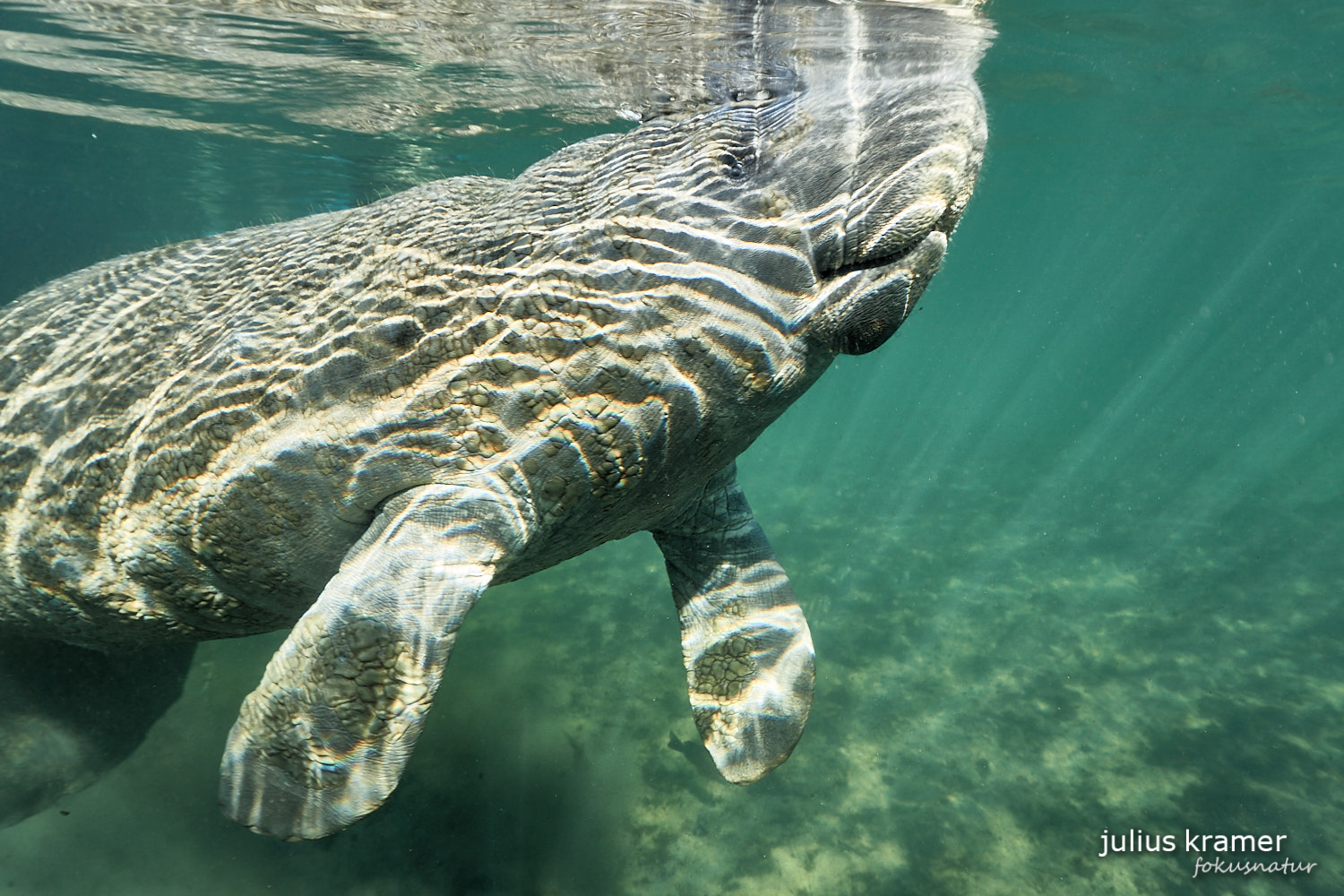 Karibik-Manati (Trichechus manatus)