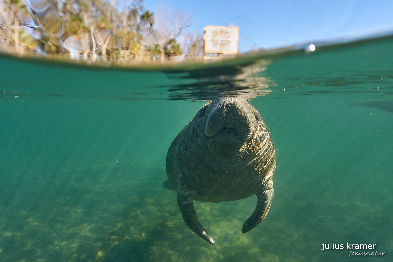 Karibik-Manati (Trichechus manatus)