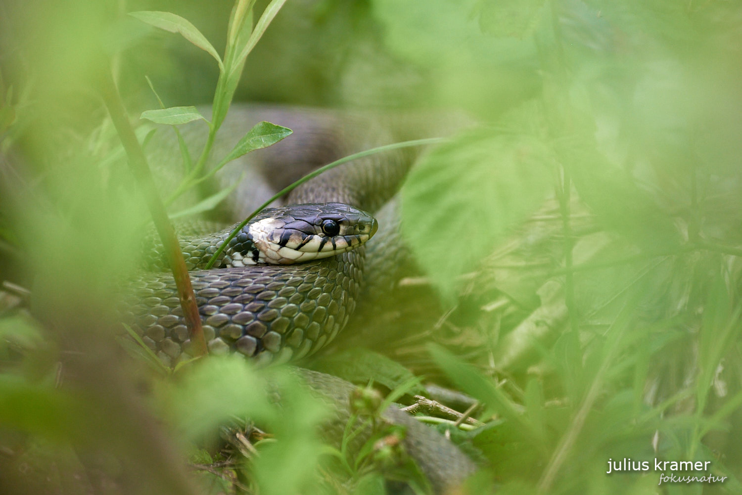 Ringelnatter (Natrix Natrix)