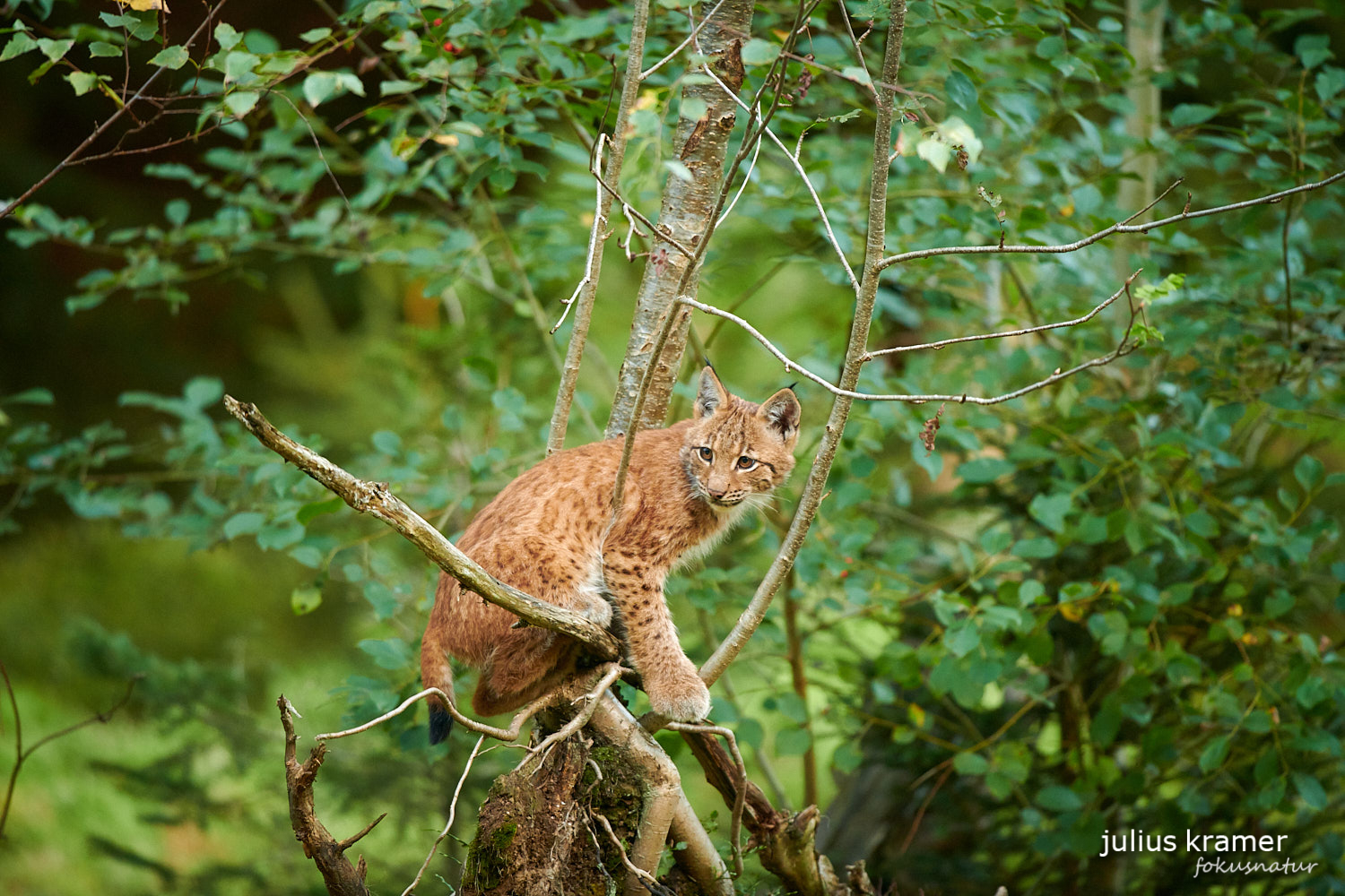 Jungluchs (Lynx lynx)