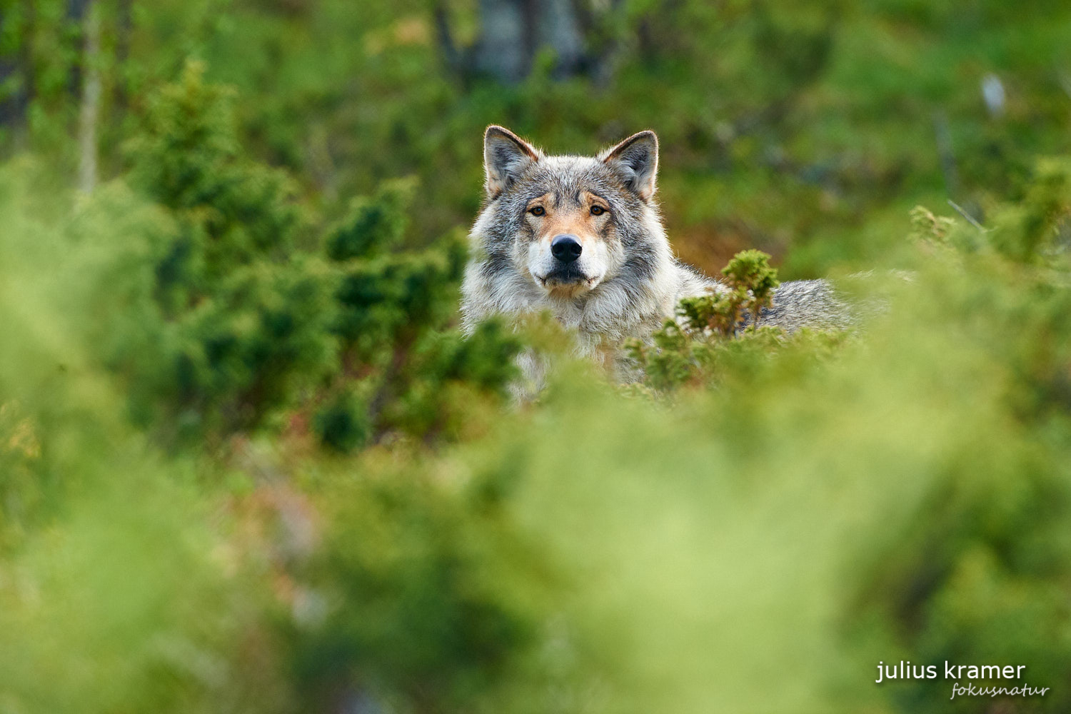 Europäischer Wolf (Canis lupus)