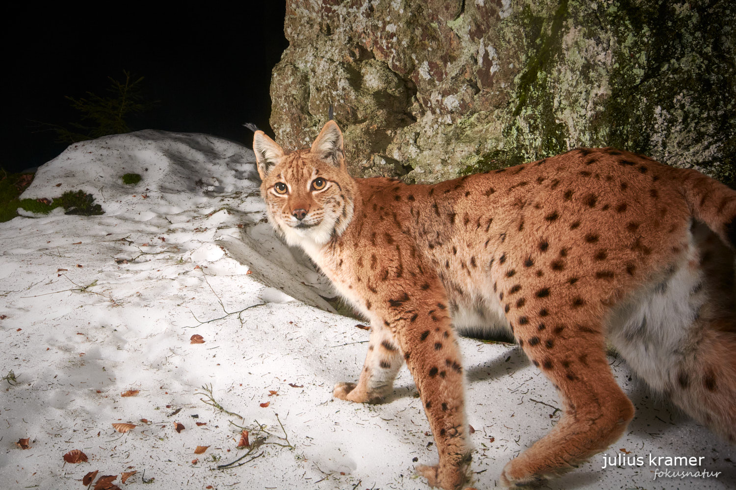 Luchs (Lynx lynx)