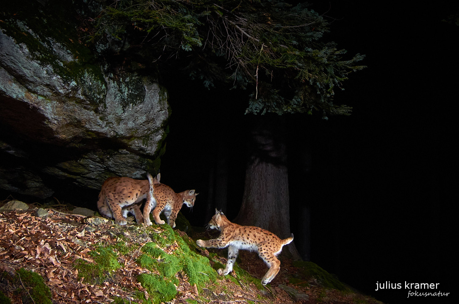 Luchs (Lynx lynx)